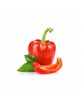 Fresh Red Tomato